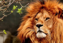 Imposto de Renda: cuidados no preenchimento do programa